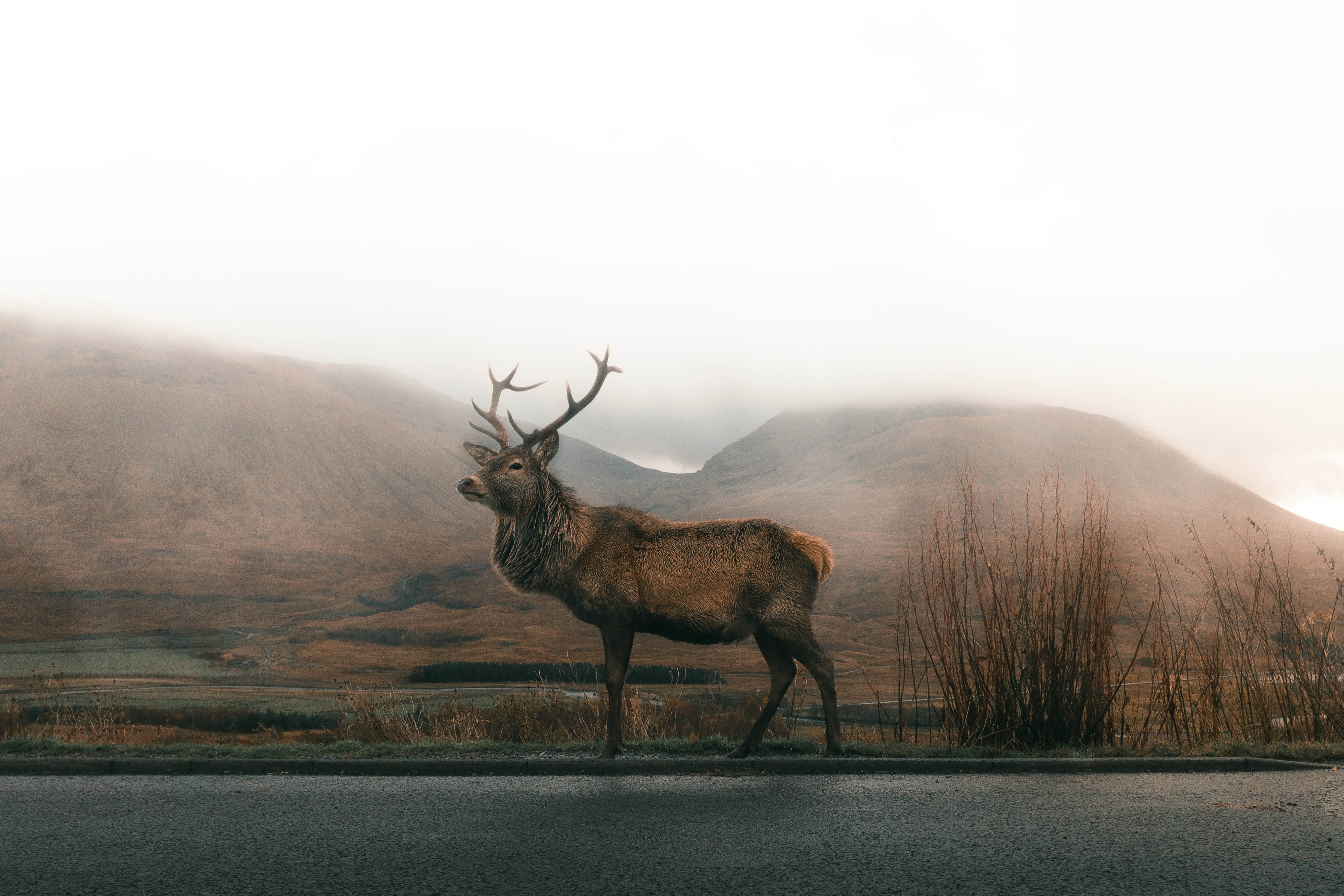 Red deer standing on a roadside with misty mountains in the background